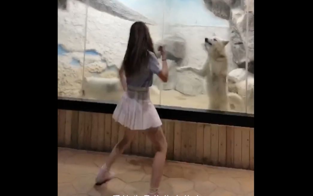 《樱  桃  老  丸 ...