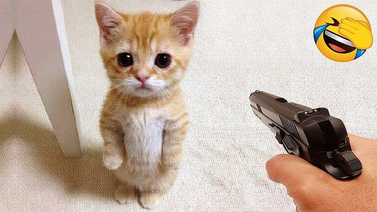 【搞笑宠物】全球搞笑动物...