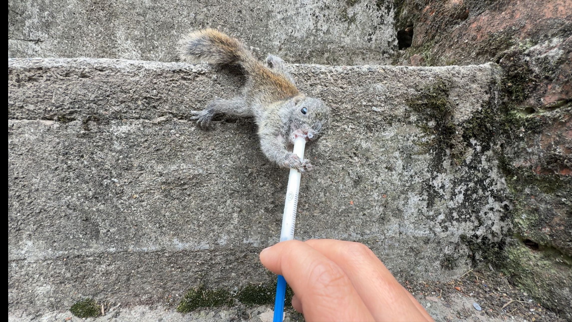 这小老鼠太能追人了，可惜...