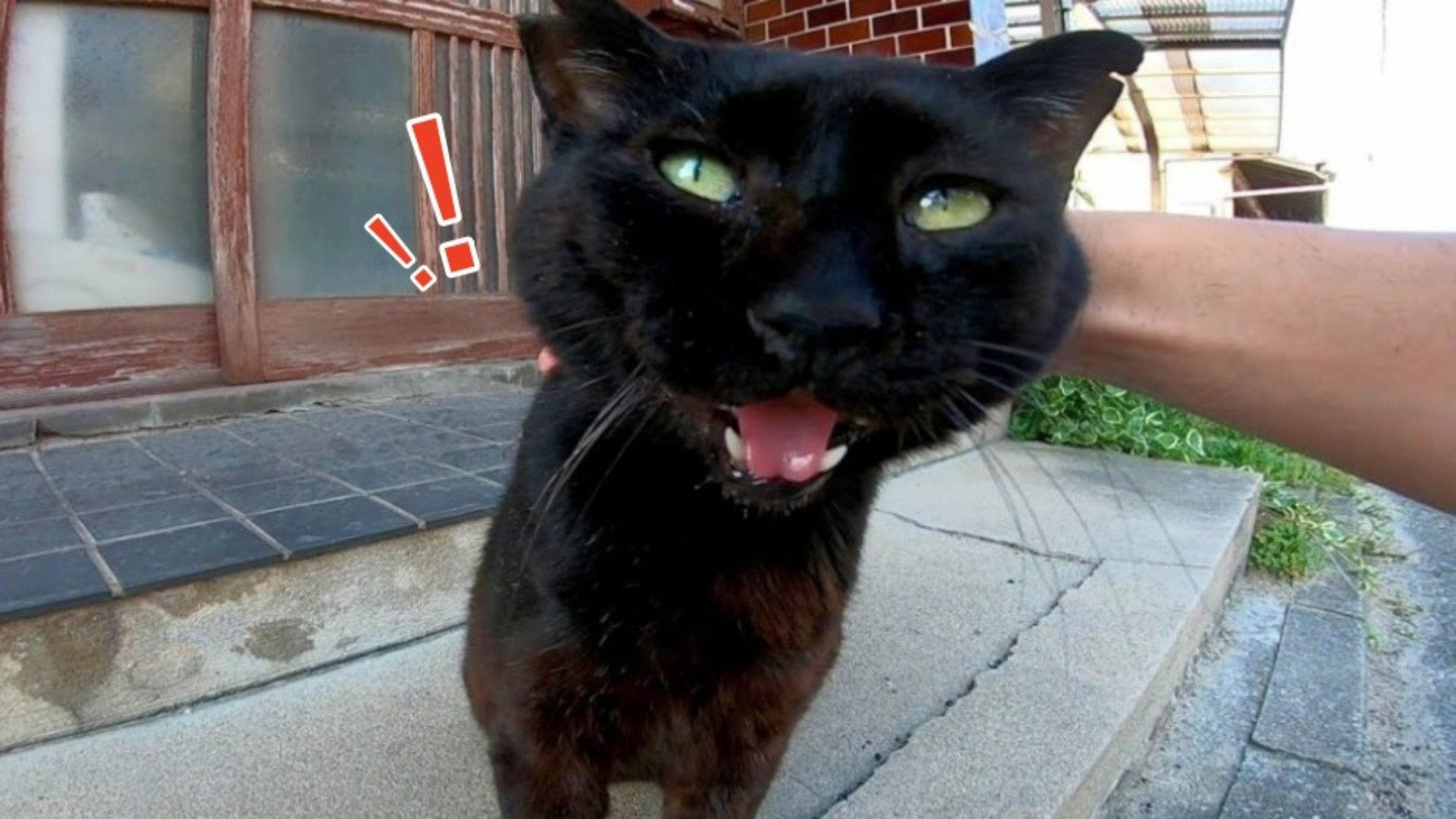 黑猫警长的真面目！