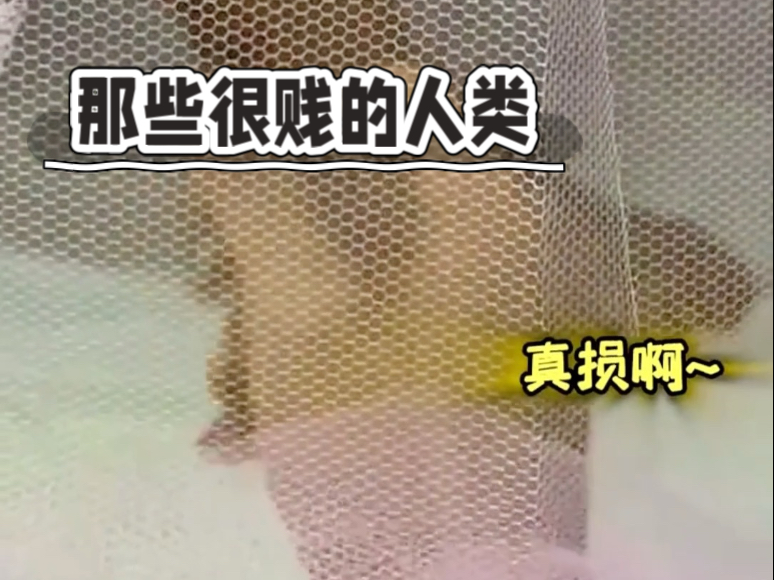 “那个轮椅塞棍子的，你属...