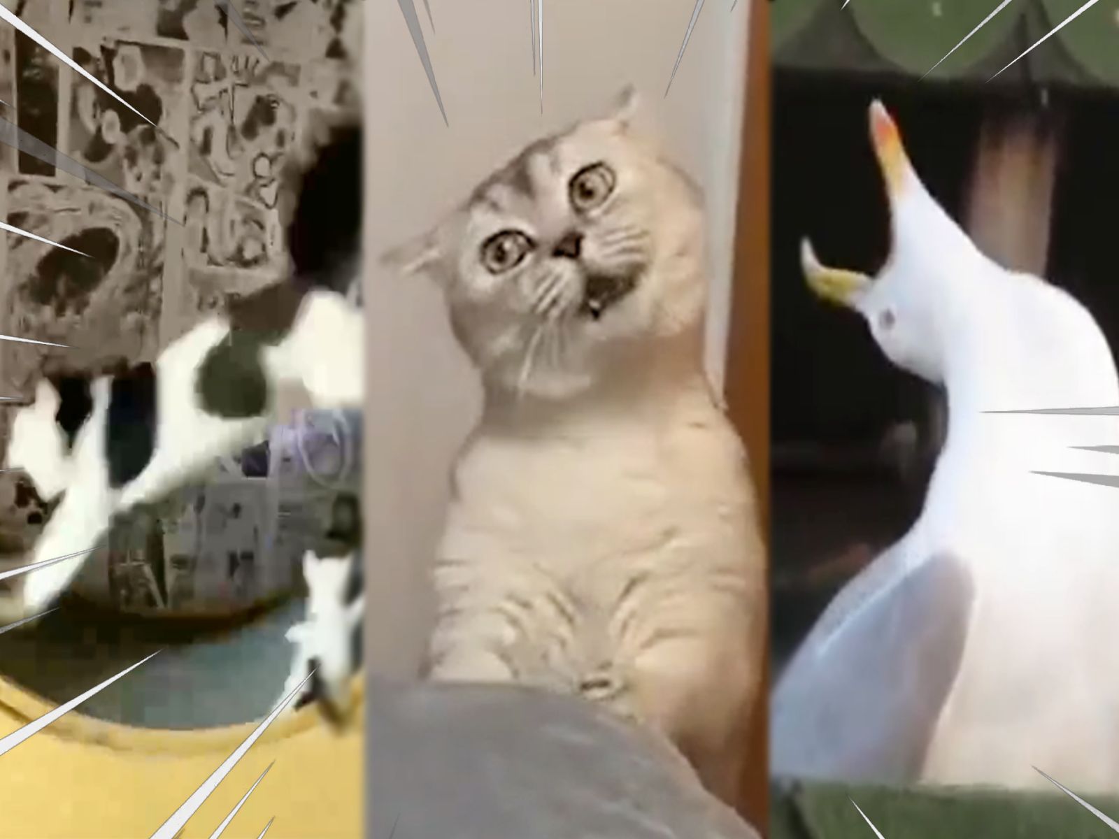 妈妈！动物们都太癫了！年...