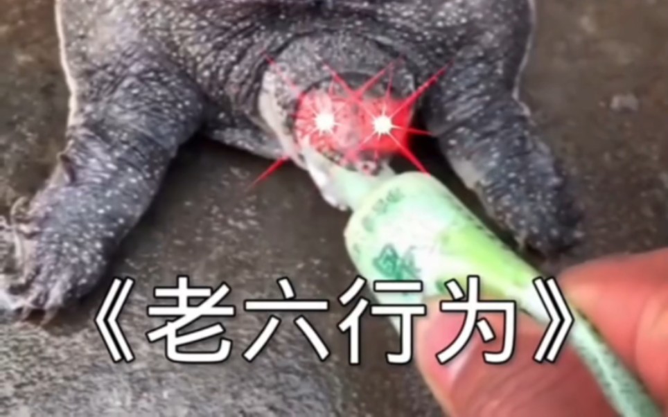盘点那些满级搞笑视频