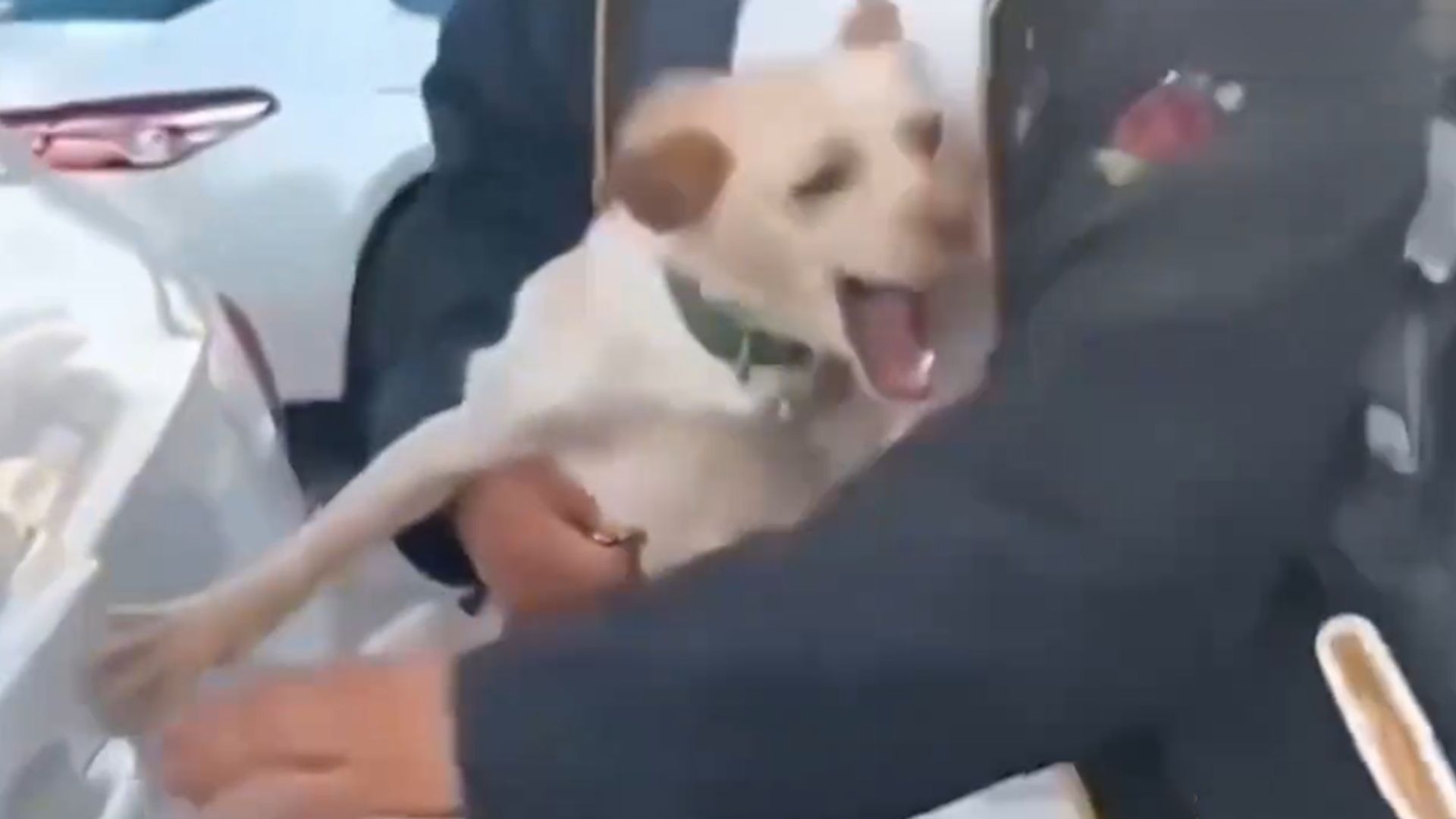 完了，我要被这视频笑死了...