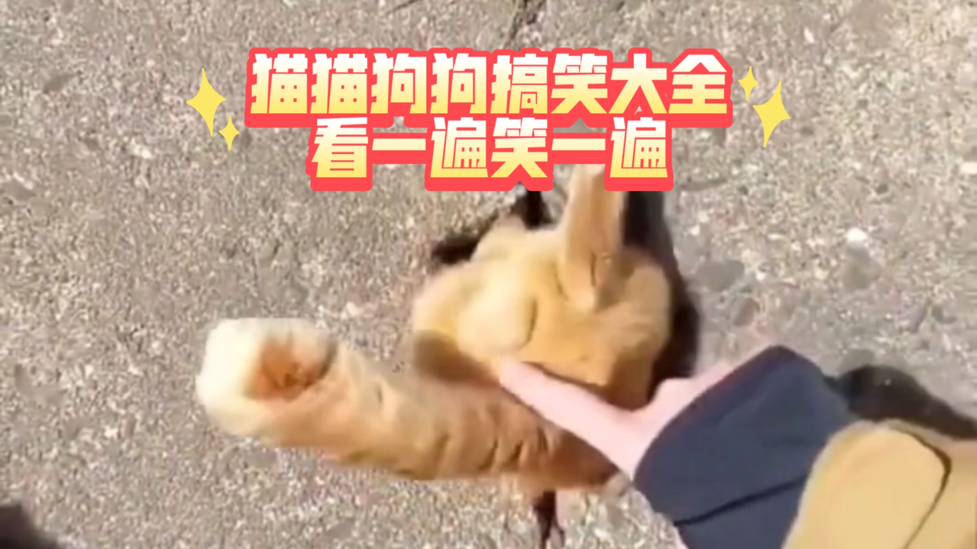 猫猫狗狗搞笑大全，动物搞...