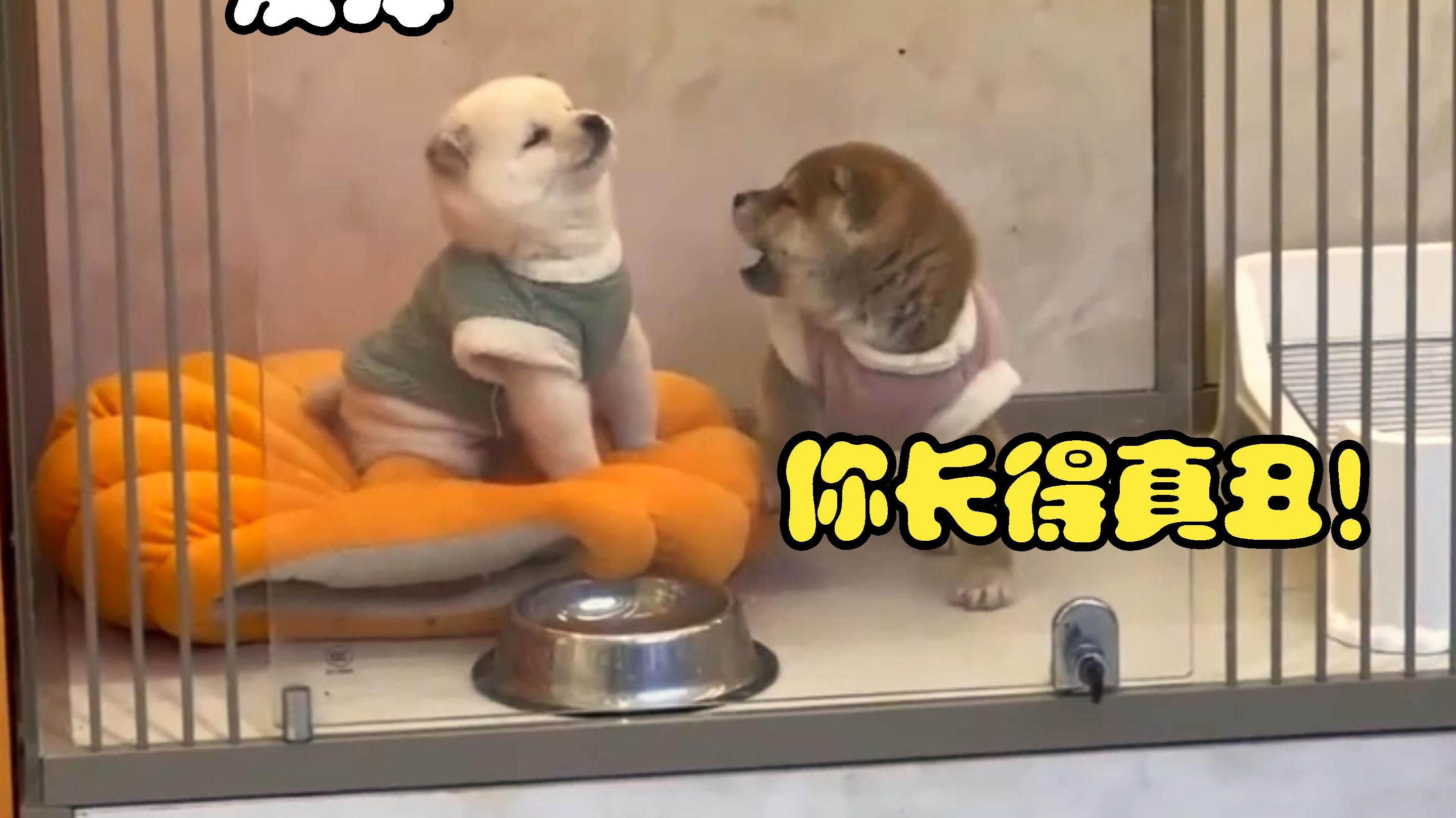 白狗：坏的都反弹