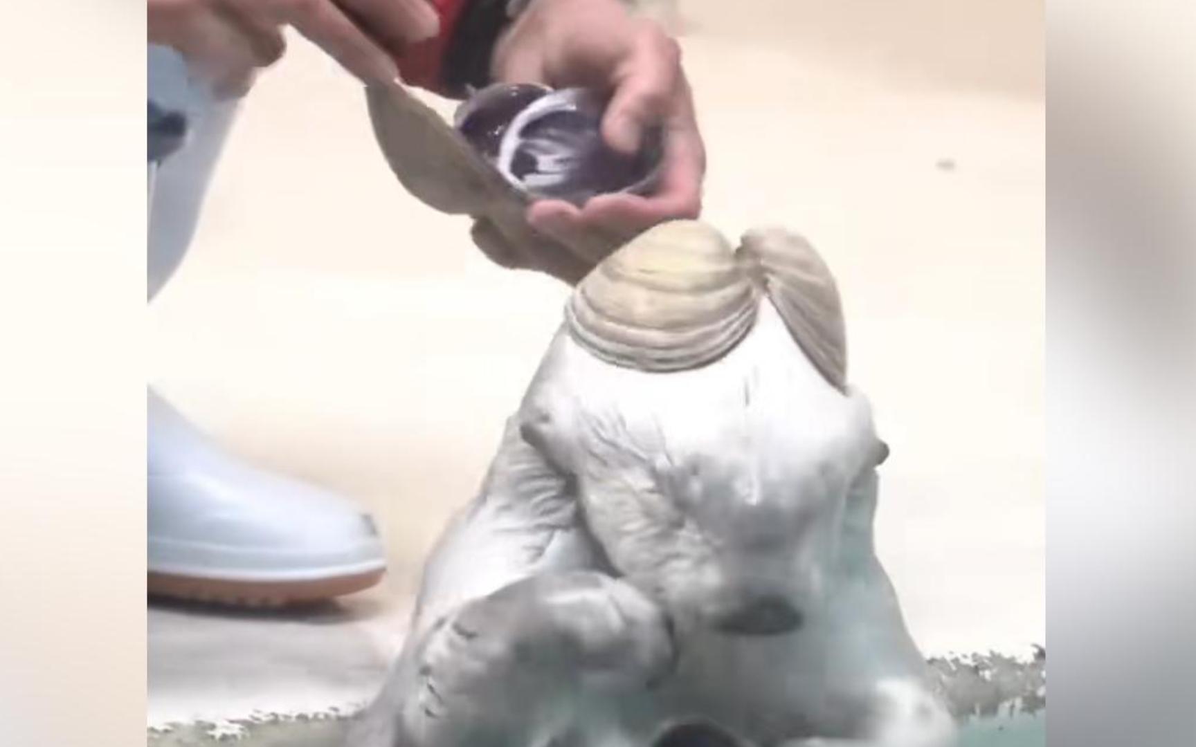 完了，今天的功德又笑没了...
