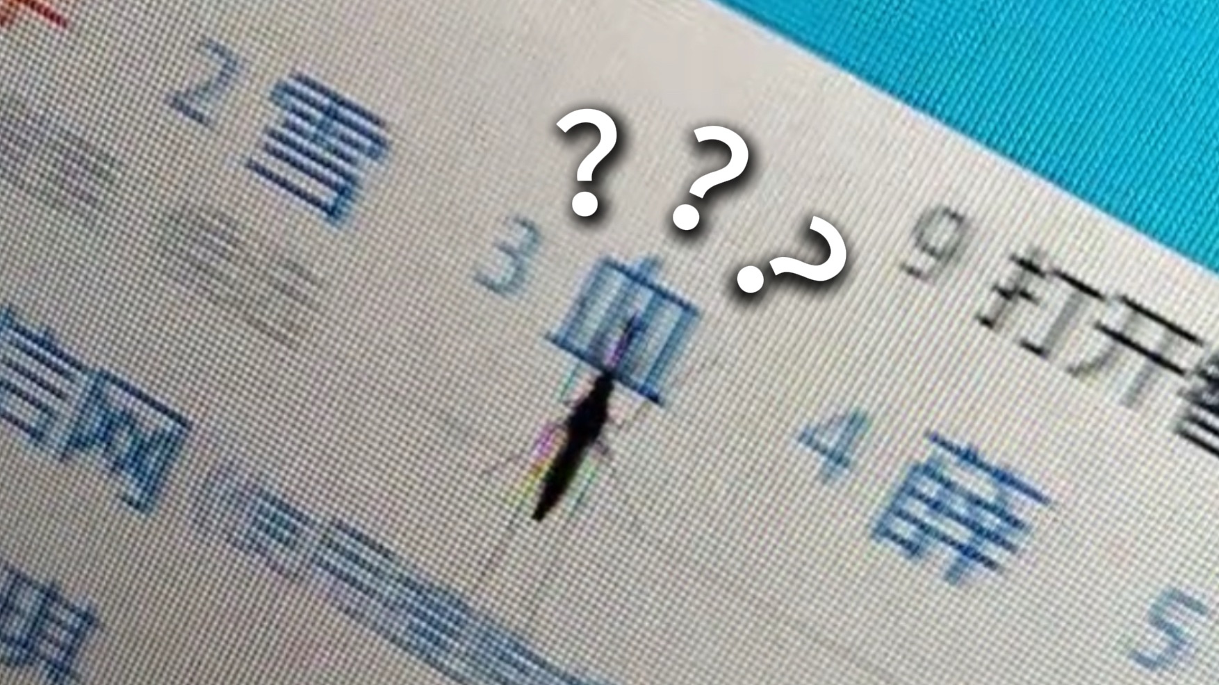 《动物迷惑行为大赏256...