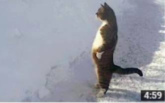 那些年成了精的猫咪，笑死...