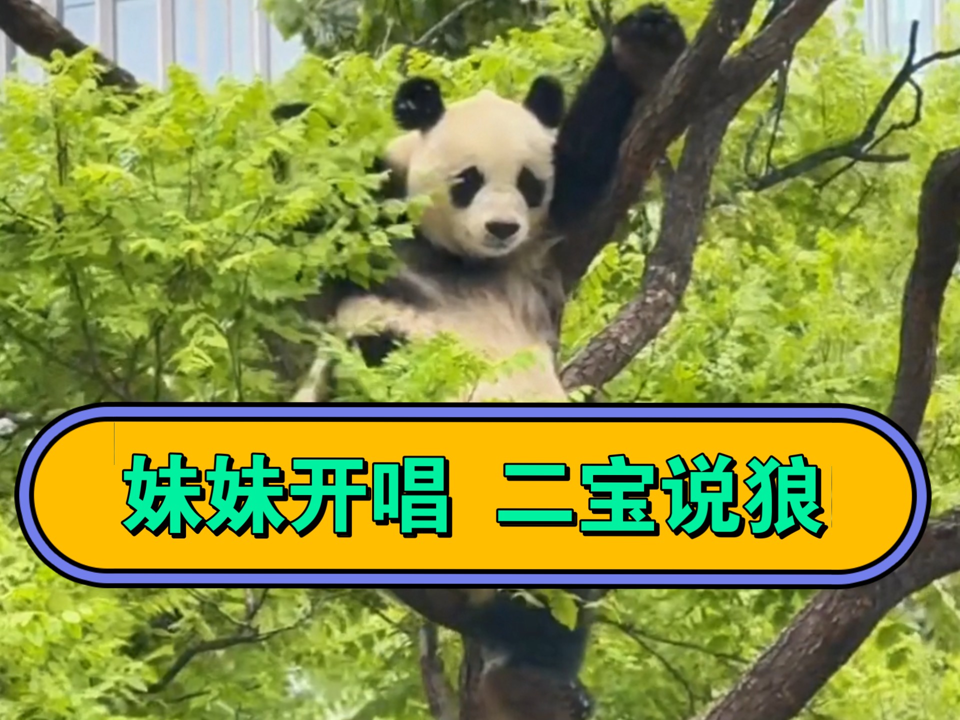 北动小天王开嗓！