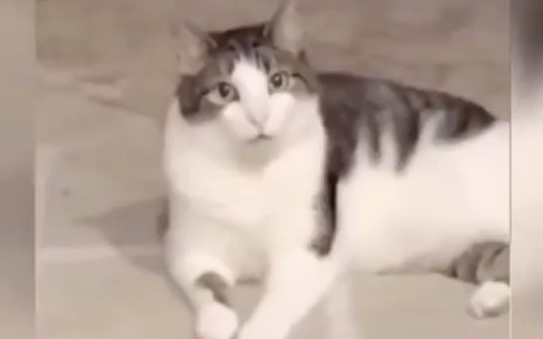 地上那只猫比你还震惊