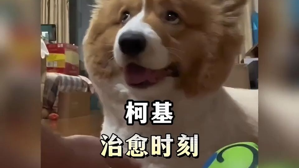小柯基的治愈瞬间 #柯基...