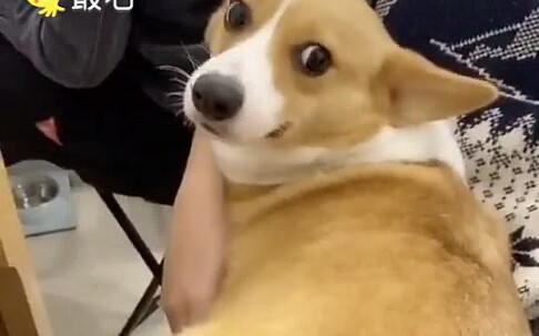 好玩是好玩，就是有点废狗