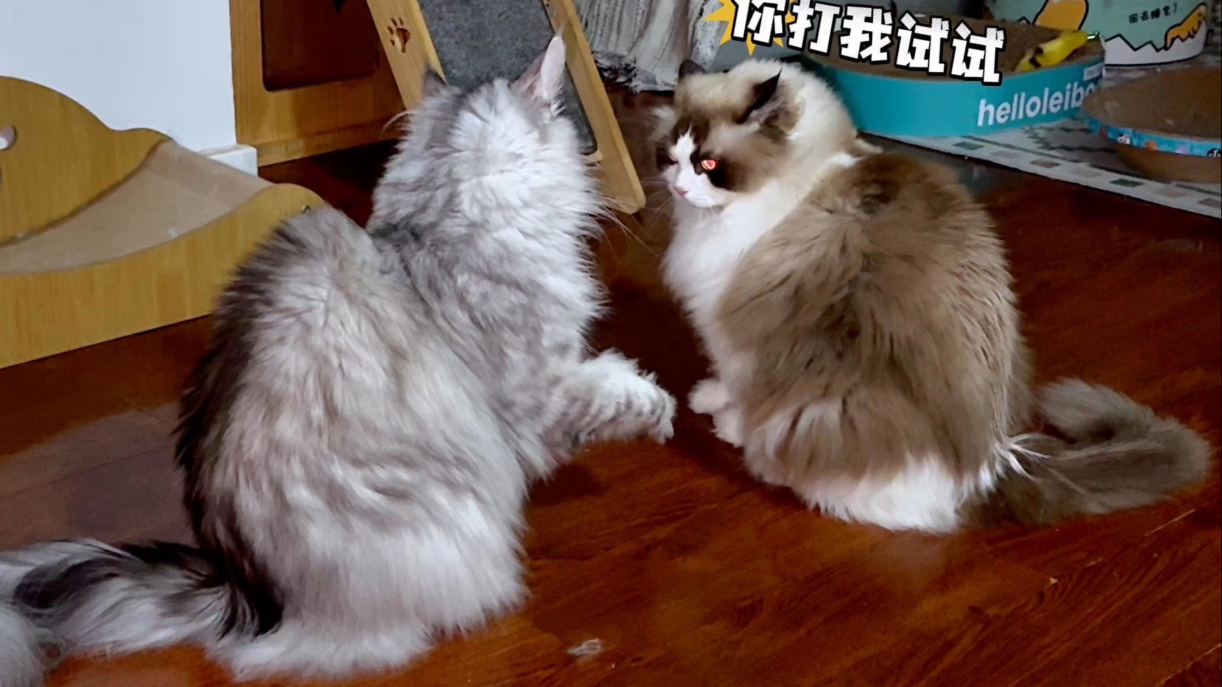 缅因和布偶，一天不干架就...