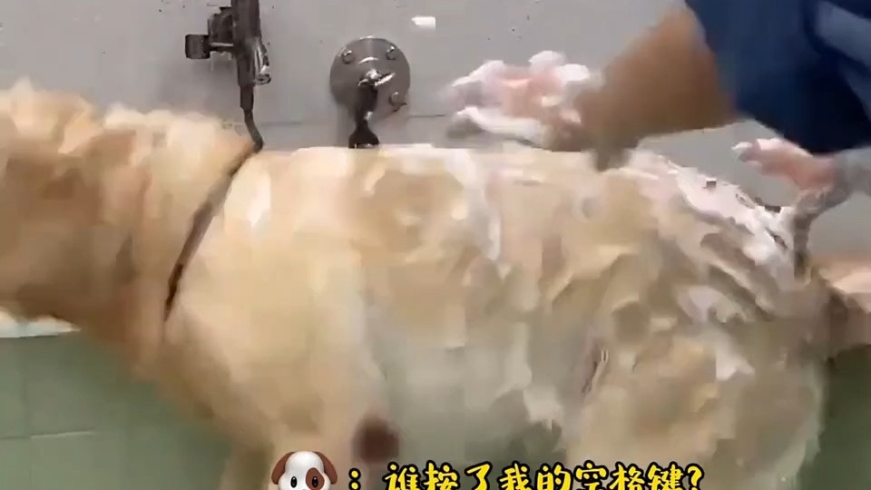 狗子洗澡时的我搞笑瞬间 ...