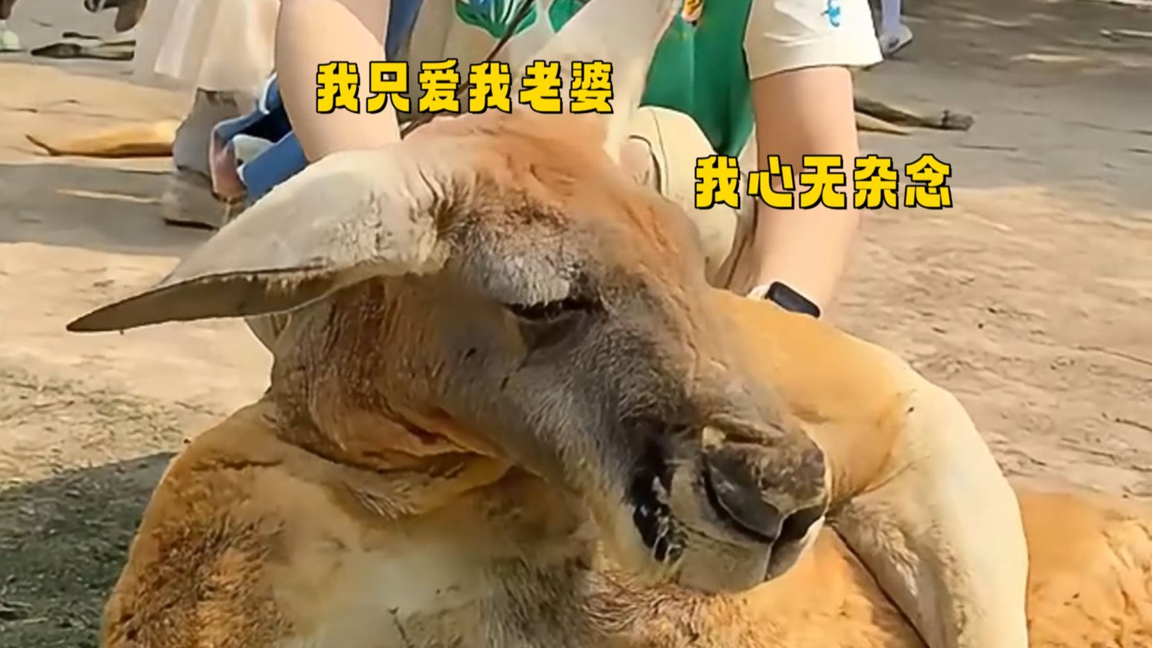 袋鼠：随便，反正我闭着眼...