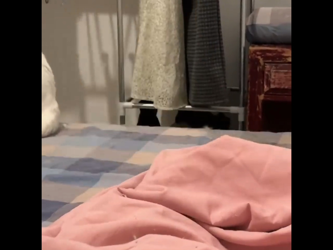 白猫：晚上还回来吃饭吗哥...