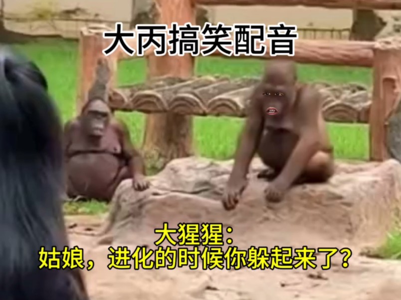 大猩猩：姑娘，进化的时候...