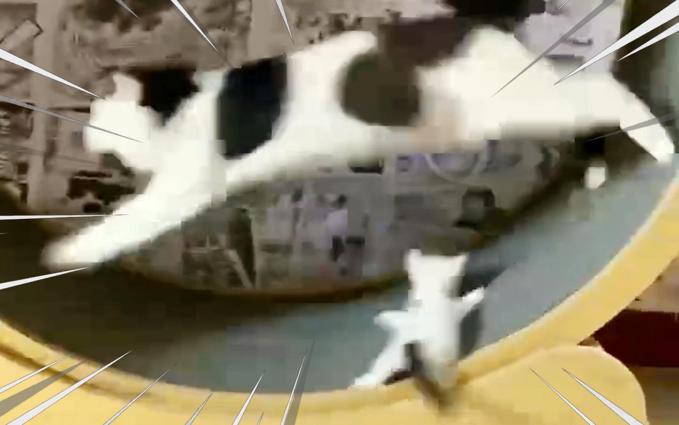 猫：妈妈！我不想玩了！！...