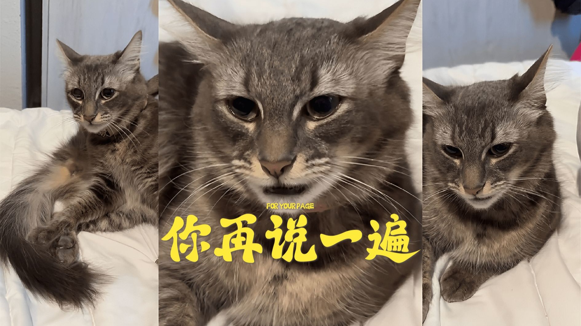 你骂都骂了，还盼着猫猫给...