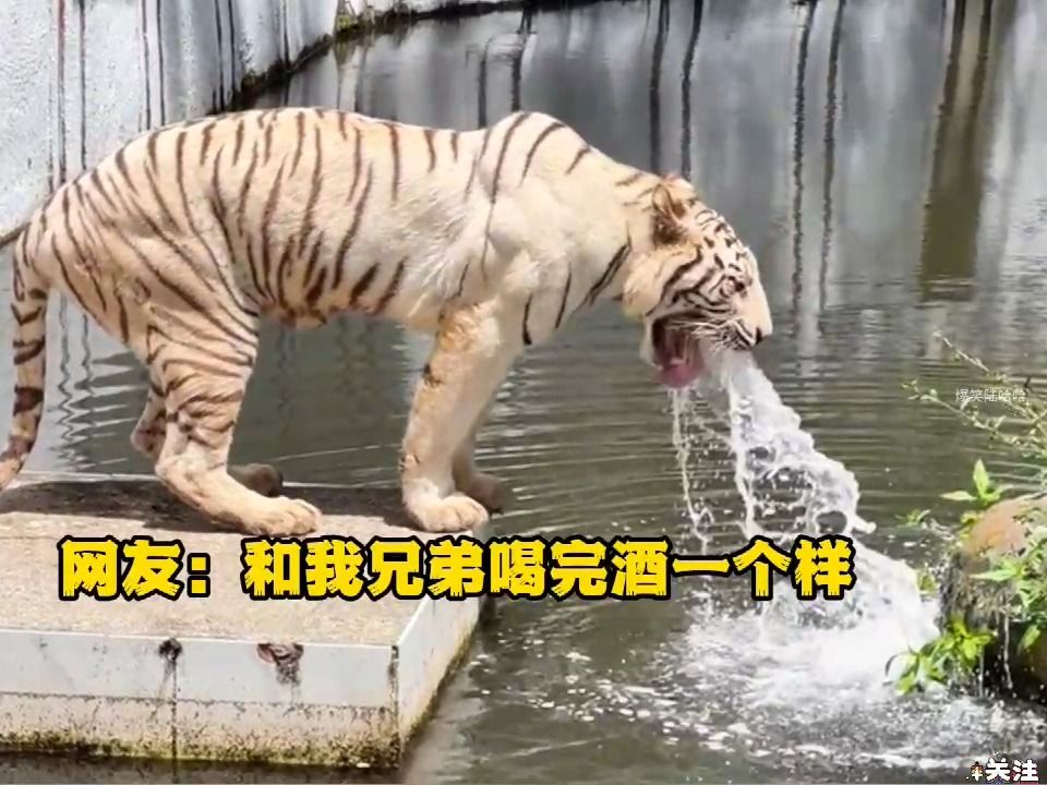“ 动物的倒霉瞬间，一辈...