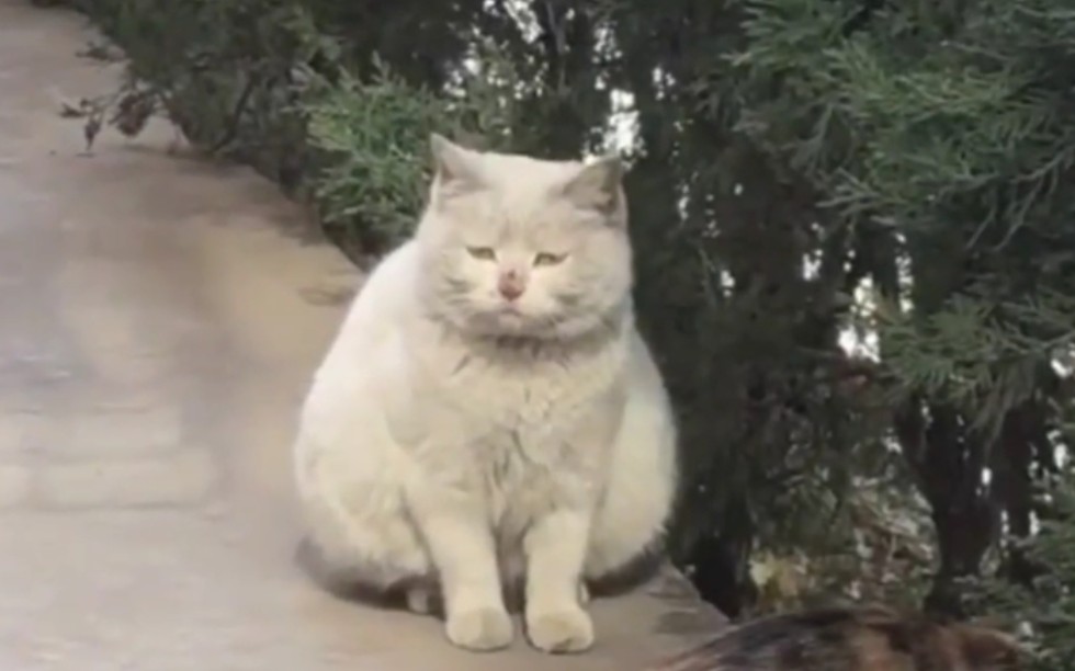 猫 生 百 态！