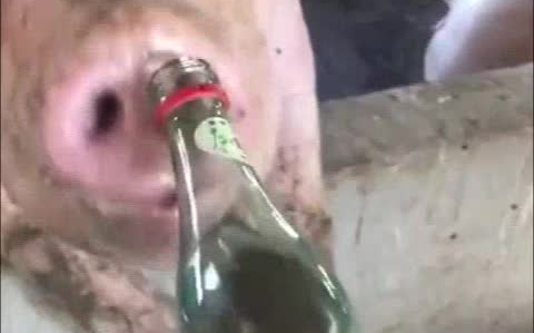 假如你灌给猪几瓶牛栏山后...