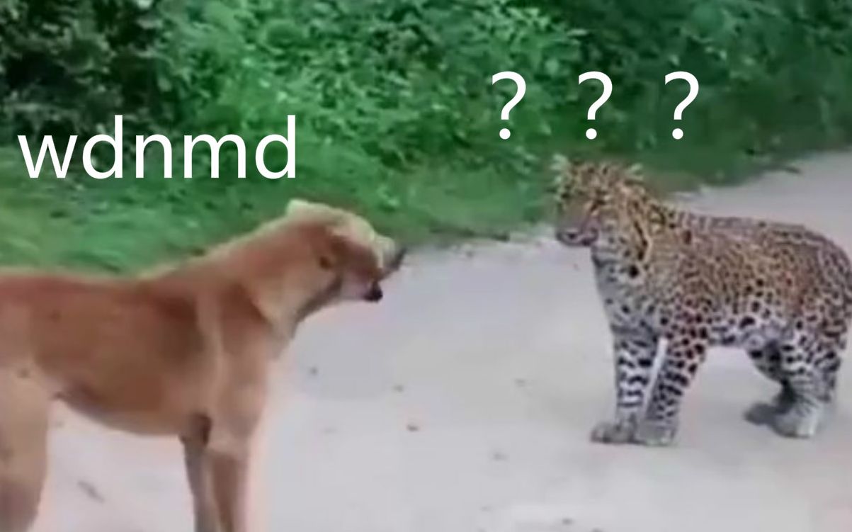 豹：这狗把爷给整懵了