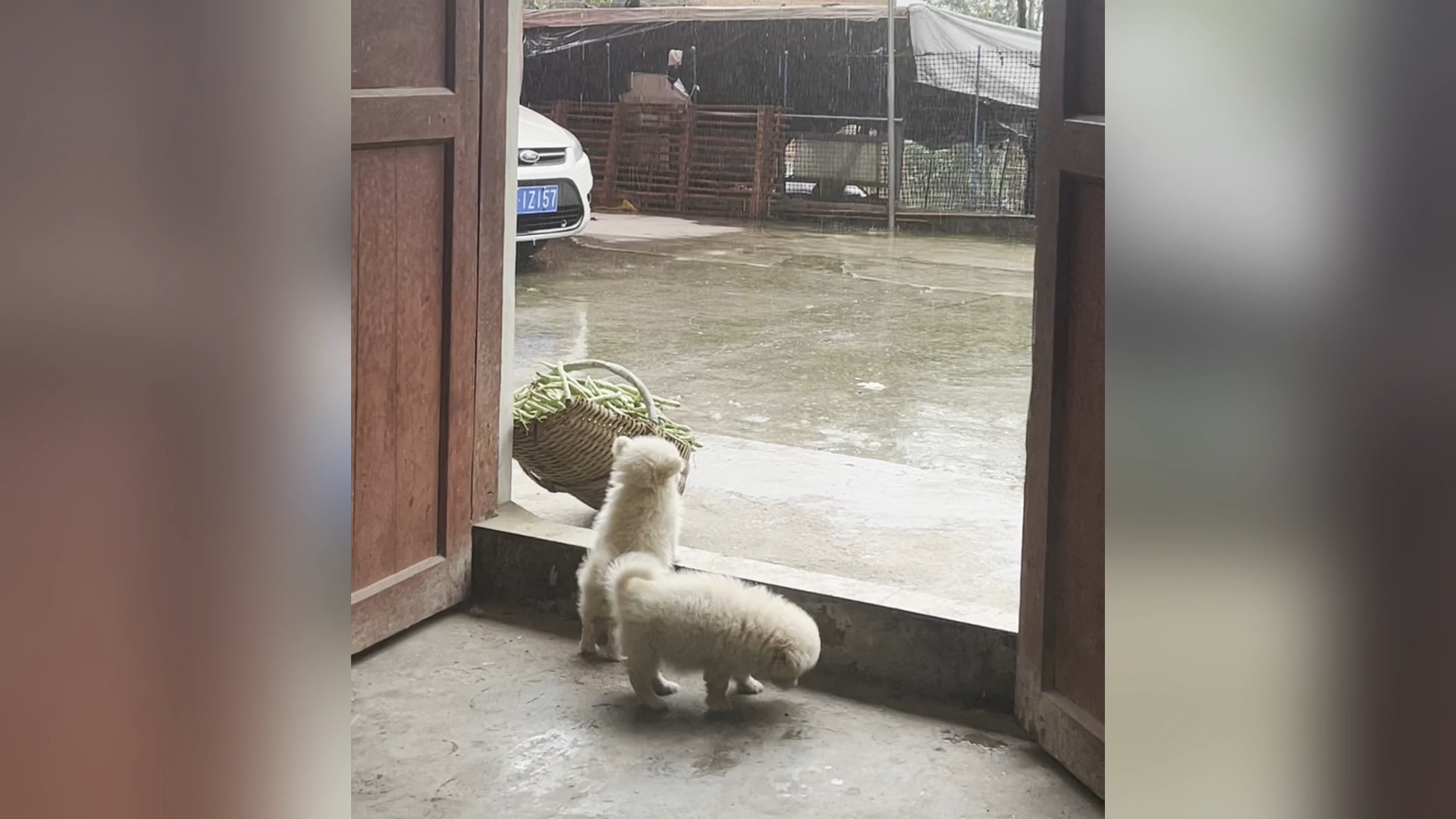 不笑算我输🤣|有趣的动物...