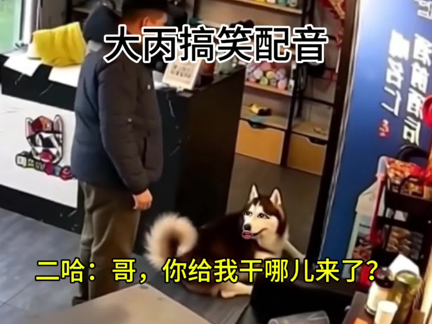 二哈：哥，你给我干哪儿来...