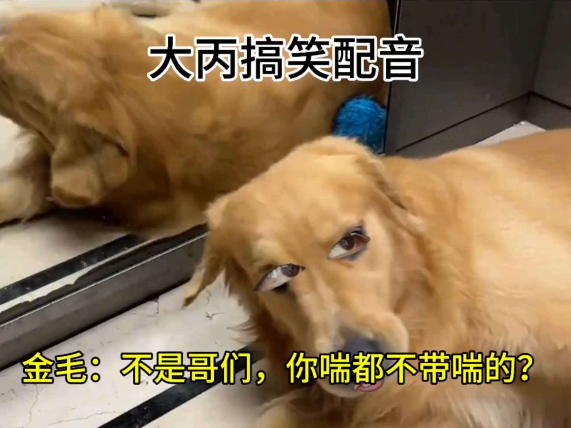 金毛：不是哥们，你喘都不...
