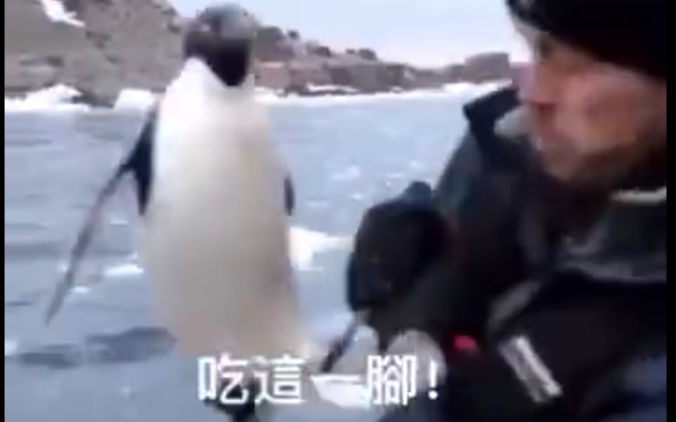 企鹅：妈蛋踢歪了，大意了...