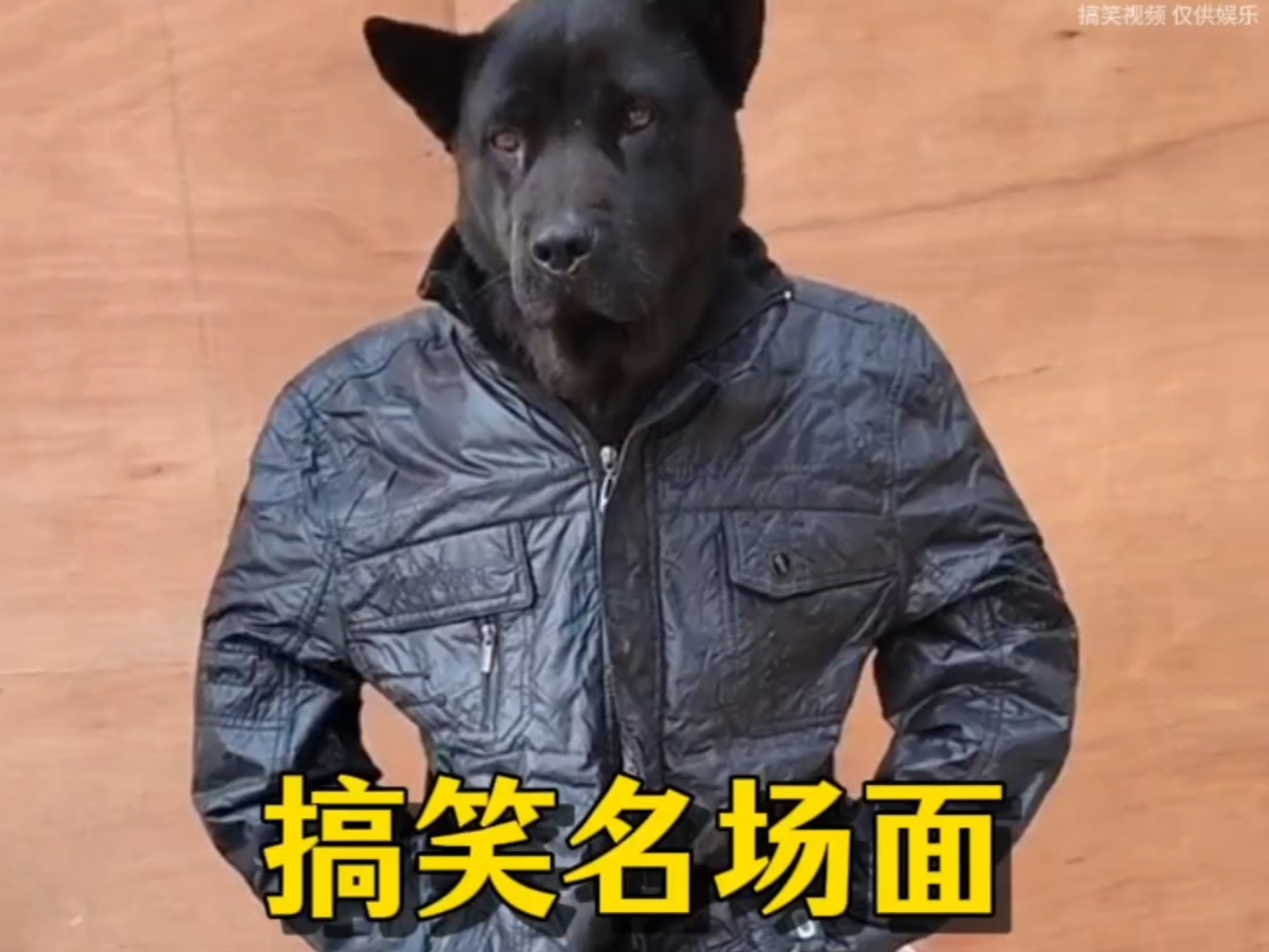 笑出眼泪！人类迷惑搞笑瞬...