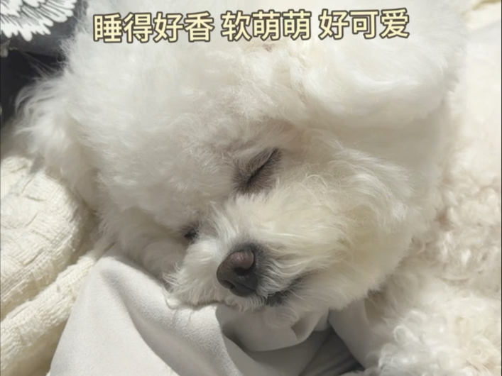 小狗睡觉没开声音前vs开...