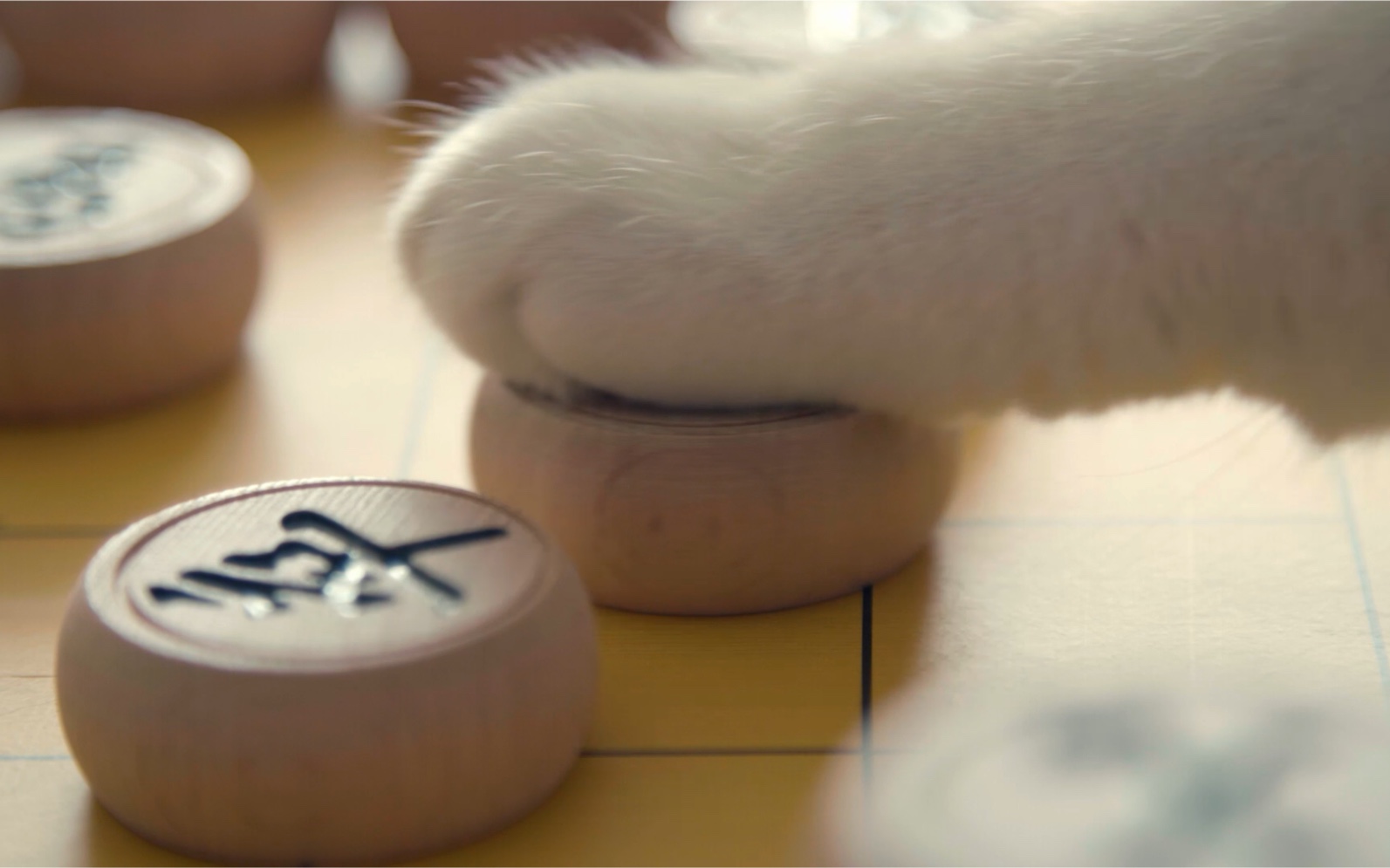 千万不要在跟你家猫下棋的...