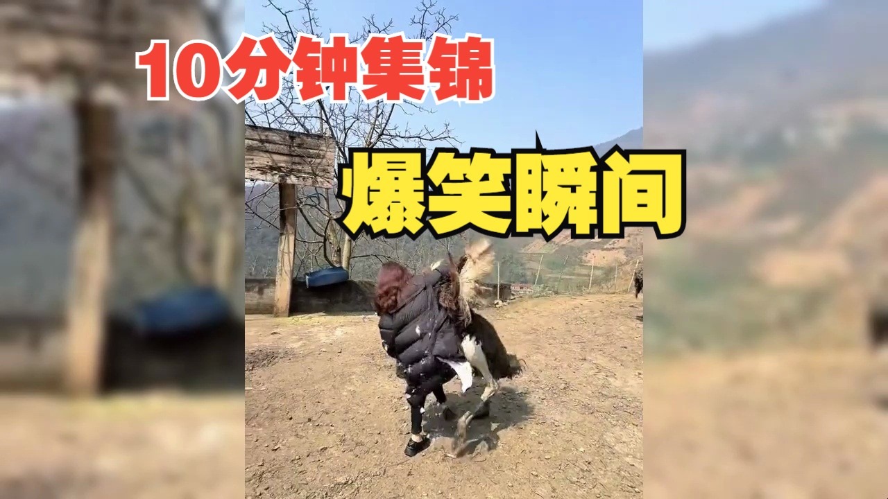 搞笑视频锦集，10分钟爆...