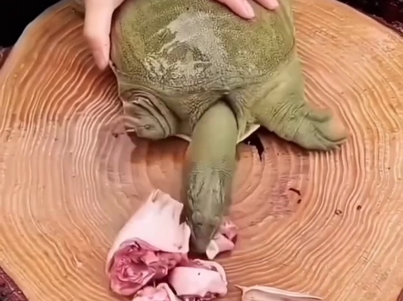 搞笑视频