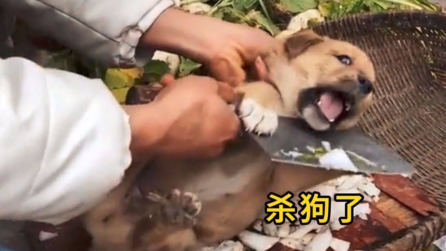 爱看热闹的狗子们下场~