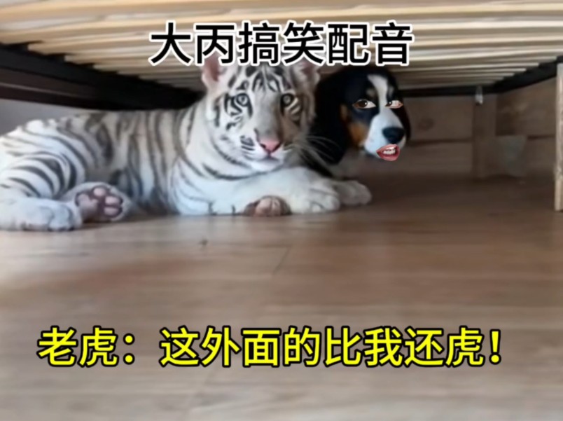 老虎：这外面的比我还虎！