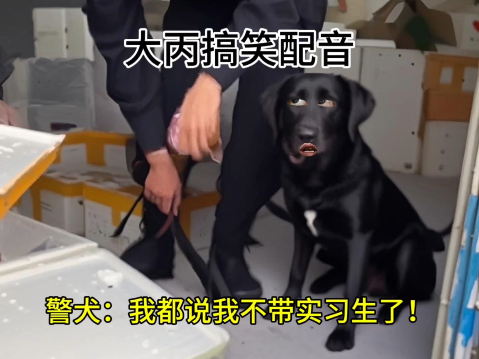 警犬：我都说我不带实习生...