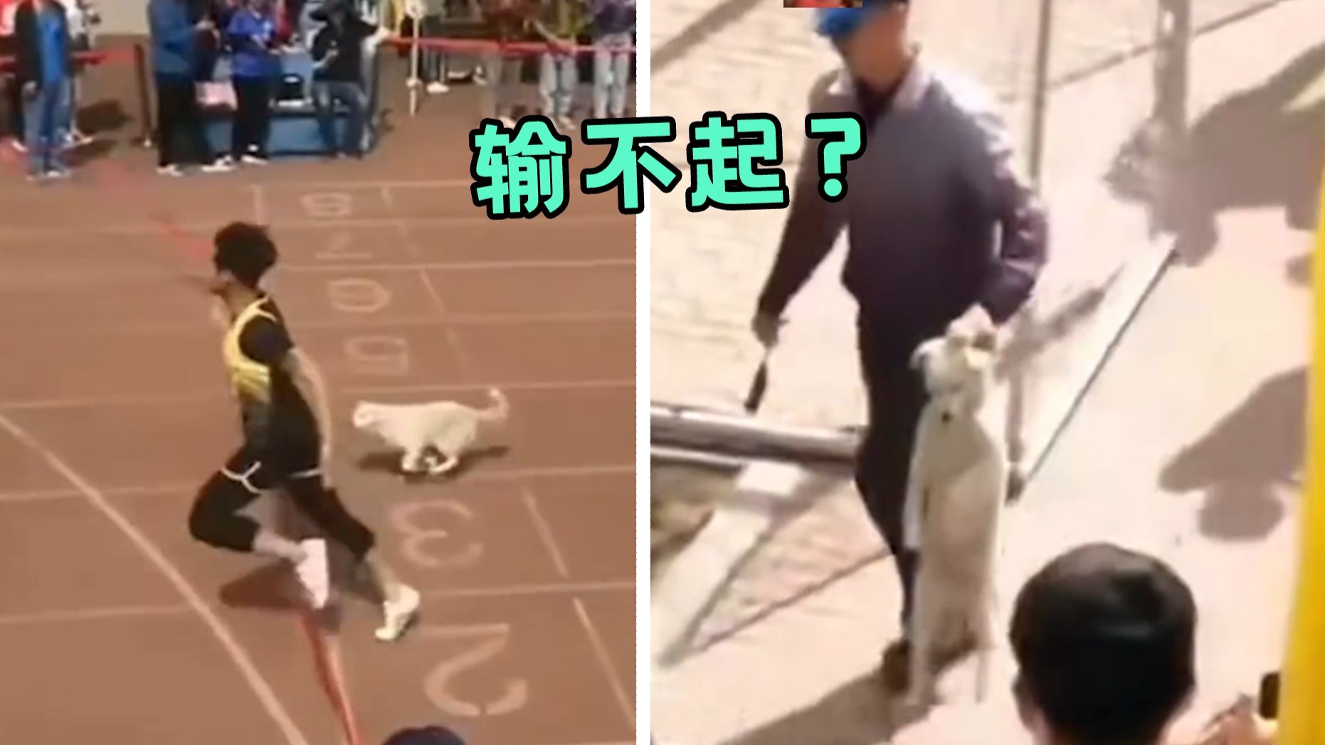 完了，我要被这视频笑死了...