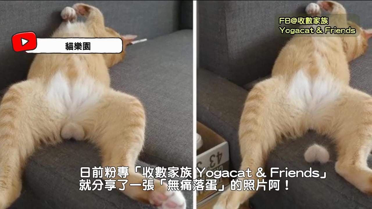 猫咪睡到一半，蛋蛋自动脱...