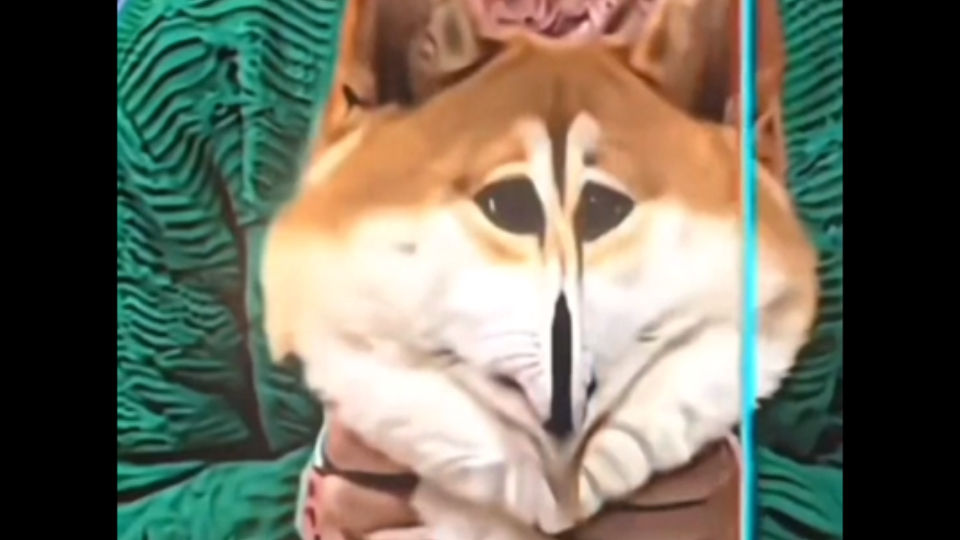 难  蚌 ❶❷❹