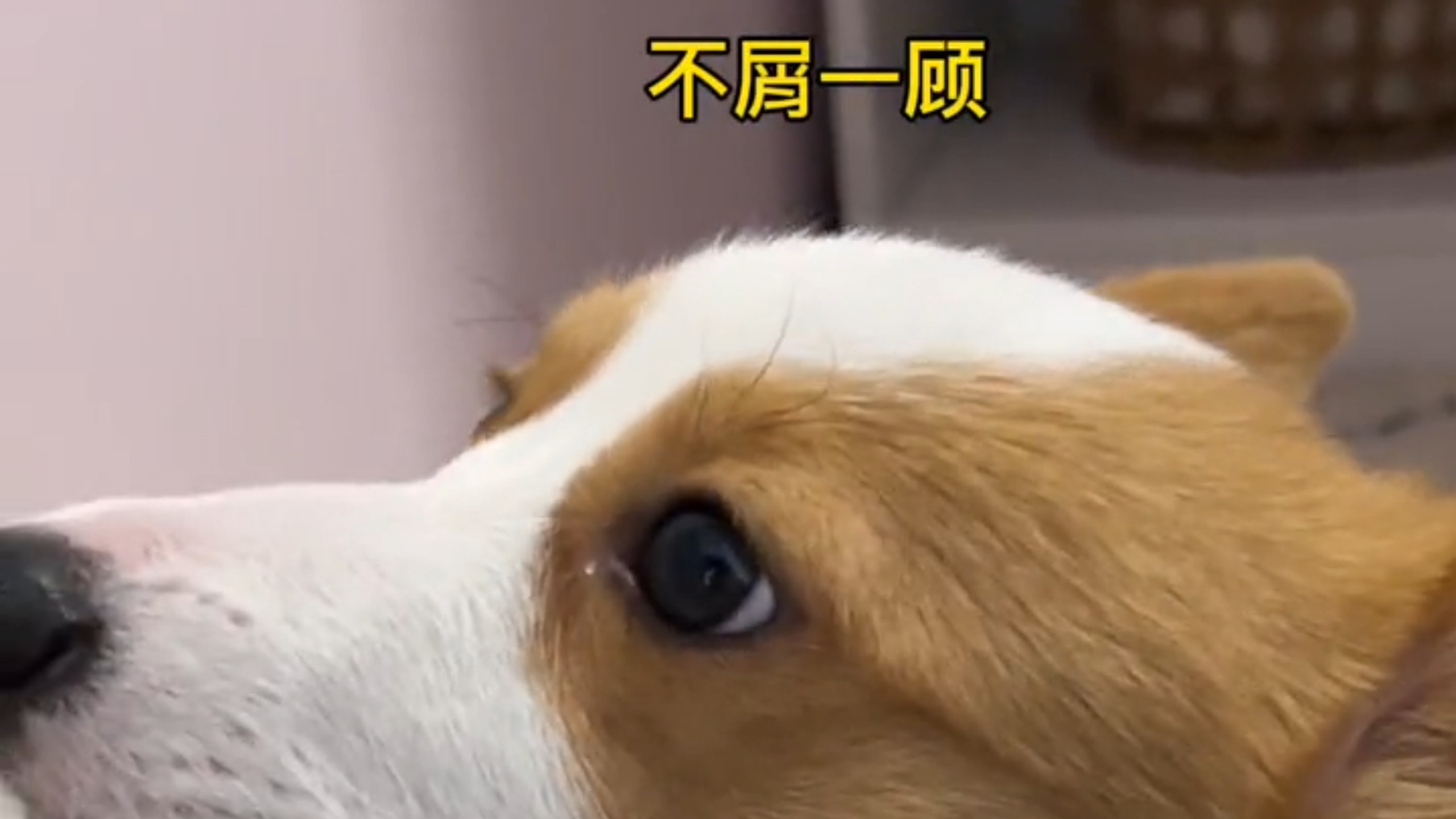 不是挺理直气壮的么，怎么...