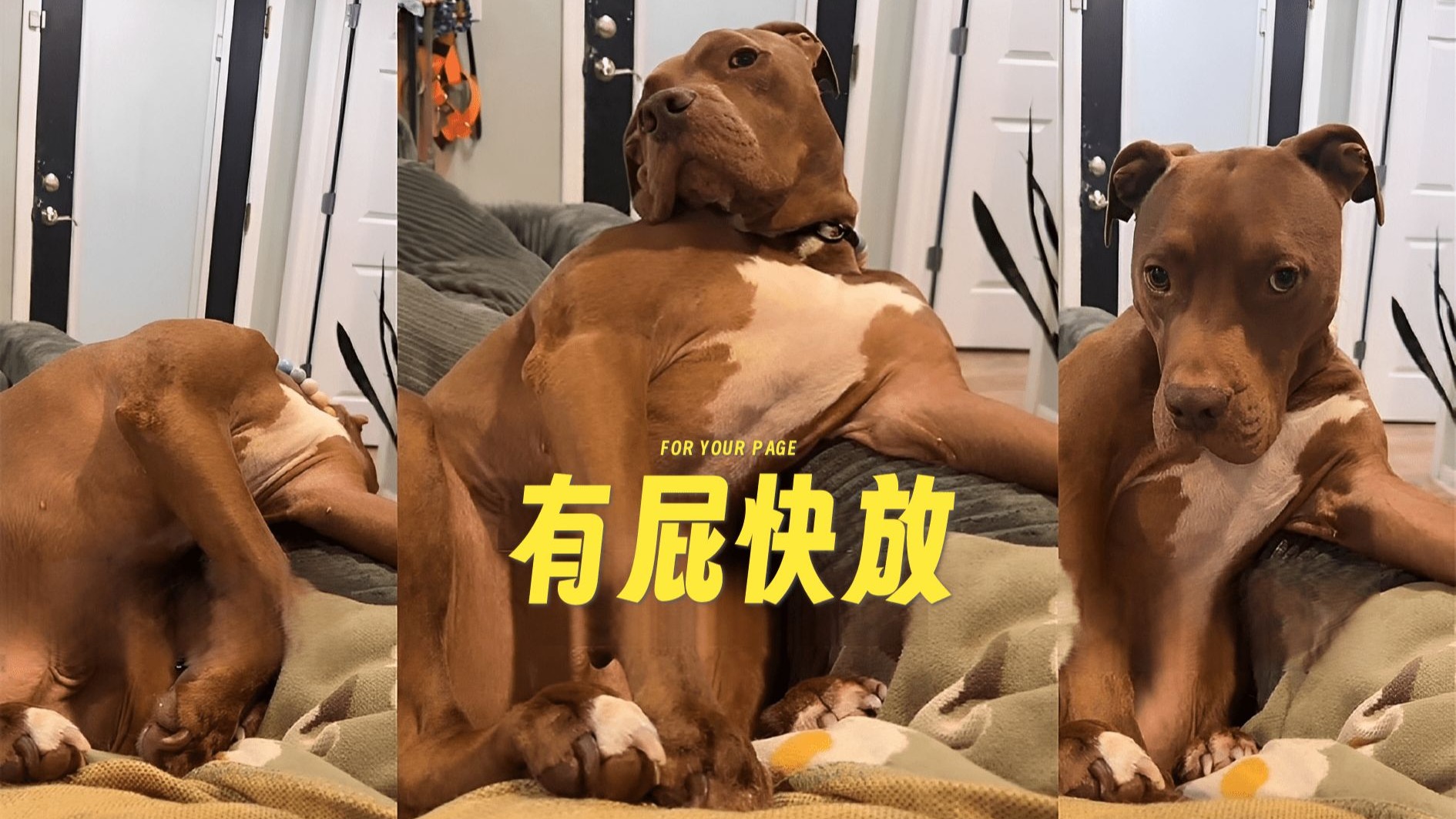 终于知道我家狗狗为什么叫...