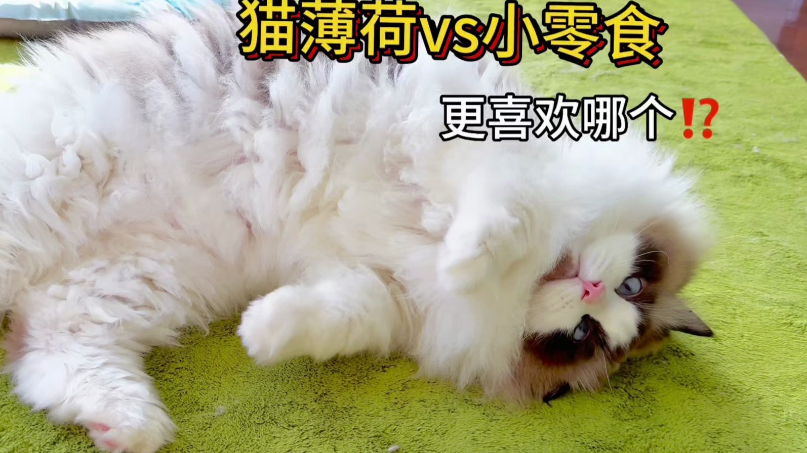猫咪：猫薄荷和小零食之间...