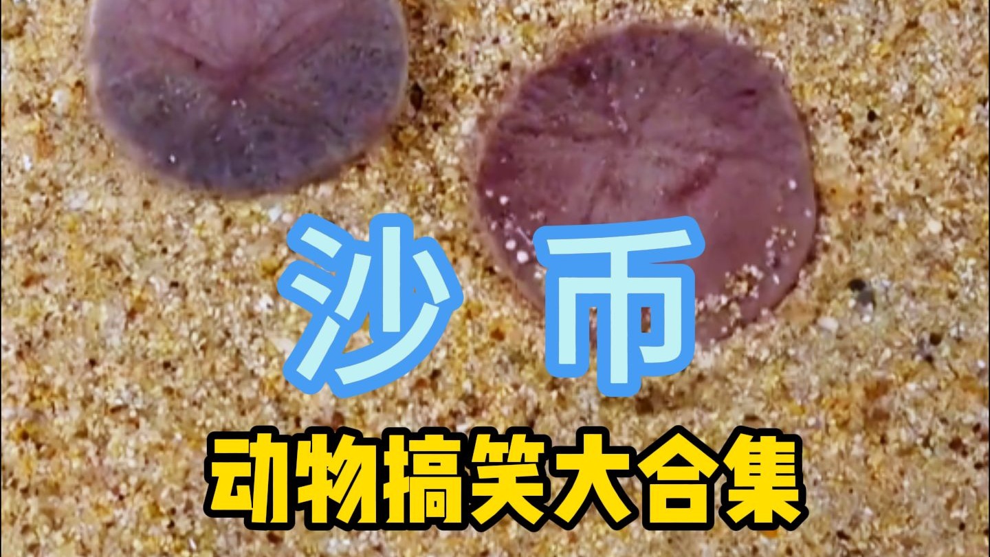 《动物搞笑大合集》