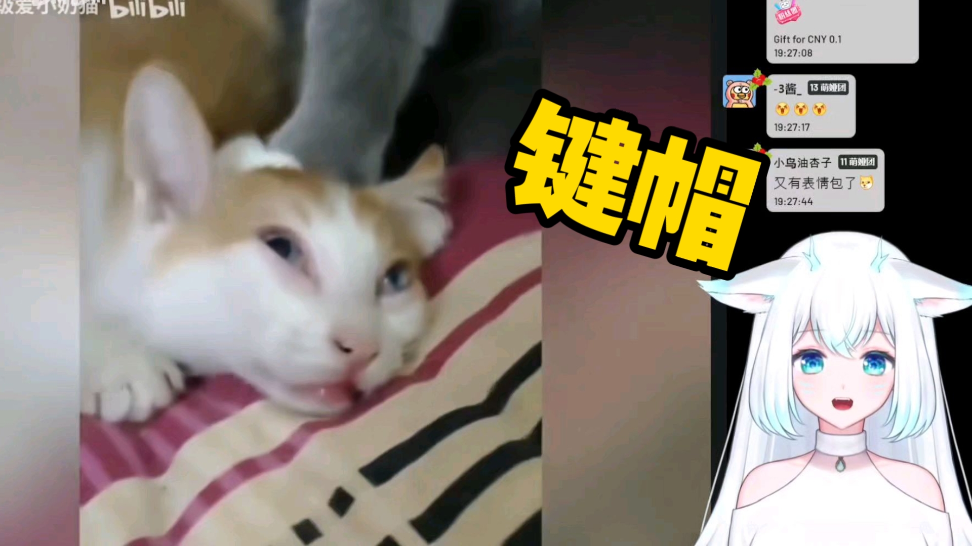 韩国美女看《十猫九贱》