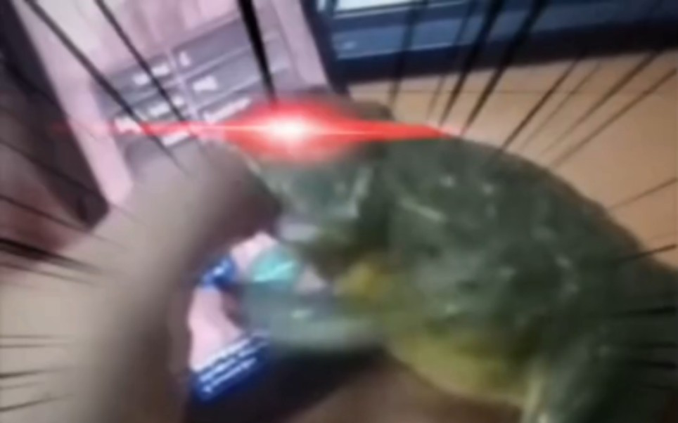 盘点那些满级动物搞笑视频